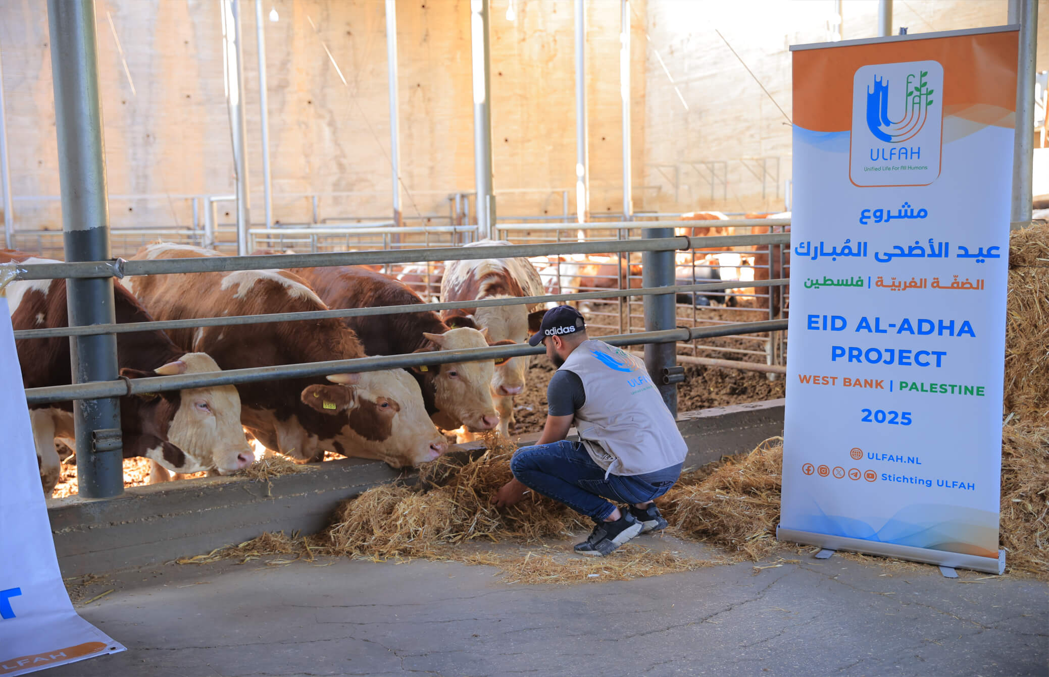 Offerdier in de Westbank